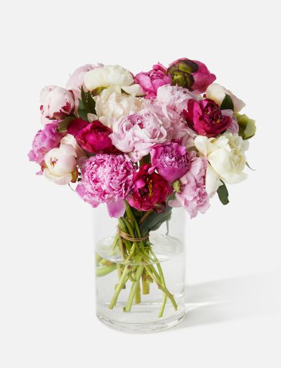 Double The Grower's Choice Peony-FLRL-D-02459